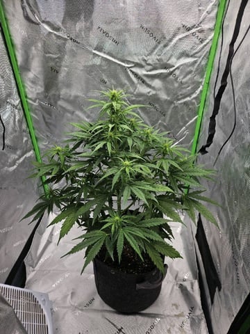 Gorilla Z auto — flower, day 62