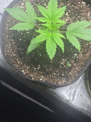 Autos AGAIN — vegetative, day 23