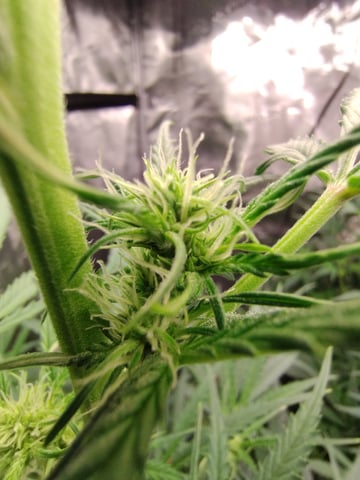 First grow — flower, day 57