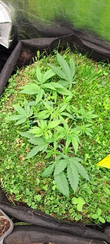 First Grow with the new setup  — vegetative, day 39