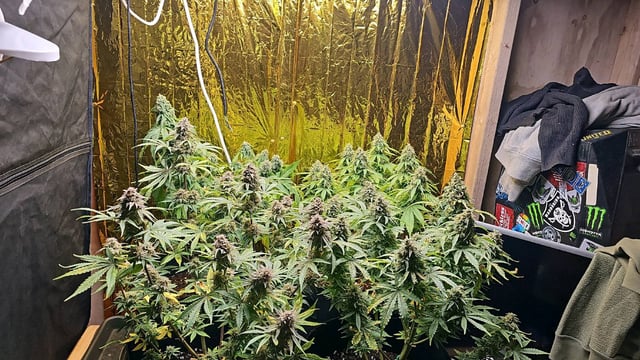 round 2 — flower, day 166