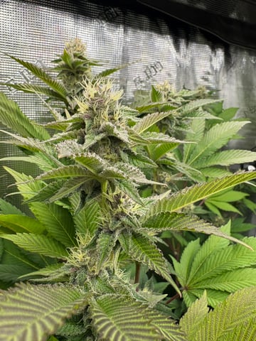 grow 3 — flower, day 33