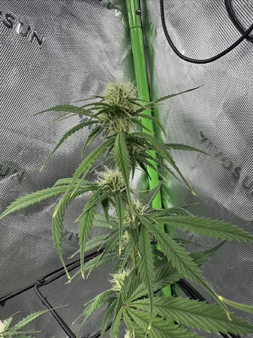 Pine (Auto) 2025 - 0 — flower, day 62