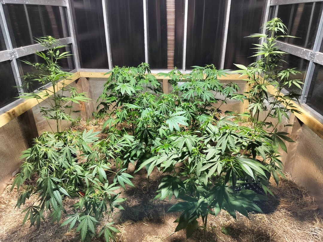 Tropicana poison fast version