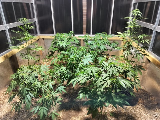 Tropicana poison fast version — vegetative, day 1