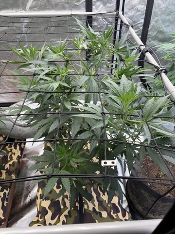 Humboldt, Hella Jelly. Jelly Donut  — flower, day 45