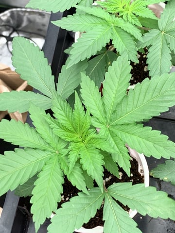 Papaya Frosting  — vegetative, day 21