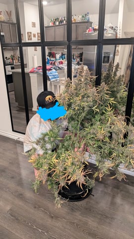 Strawberry Cheesecake Seedsman Seeds Autoflowers x2 — flower, day 108