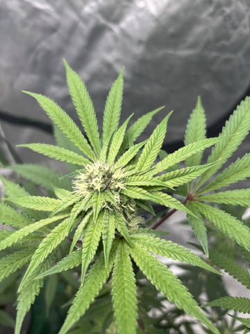 white widow — flower, day 28