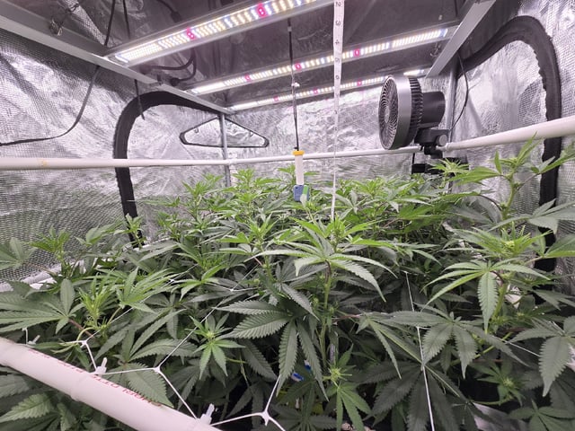 Grow 5.o — flower, day 64