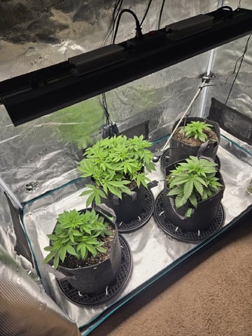 4 strains in 1 tent — vegetative, day 19