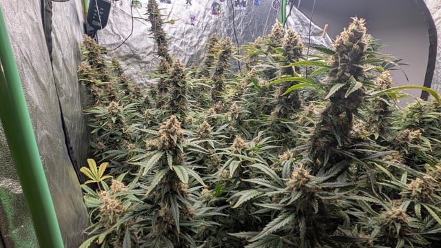 Strawberry Cheesecake Seedsman Seeds Autoflowers x2 — flower, day 92