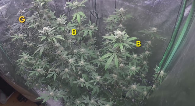 Banana and Gold — flower, day 29