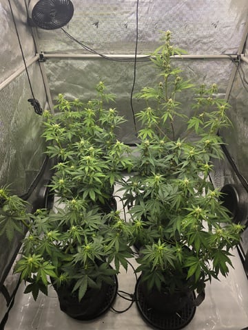 2nd Grow Lemon Cherry Cookies — flower, day 40