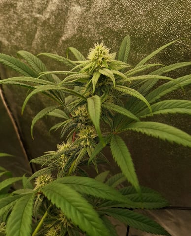 Experimental DIY Run — flower, day 3