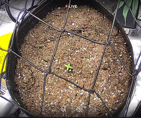 Vanna's Vanilla — seedling_rooting, day 8