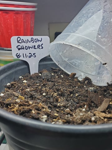 Alien Rock Candy & Grape Deebo — germination, day 1