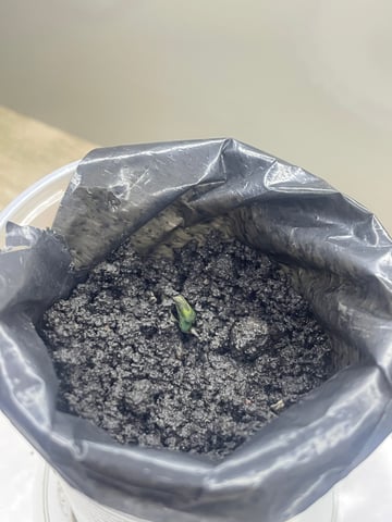 PurpyTrichome6994