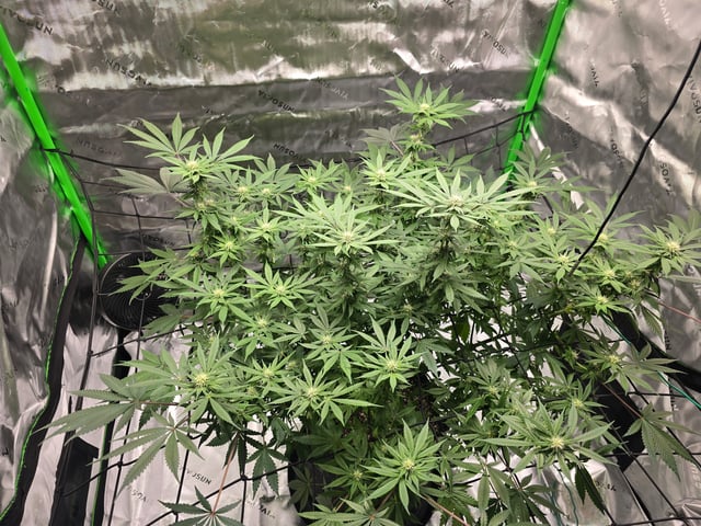First grow — flower, day 76