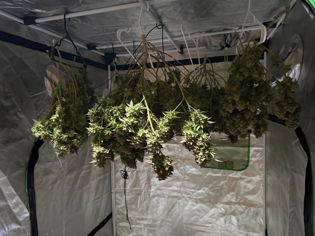 Green Gelato — flower, day 116