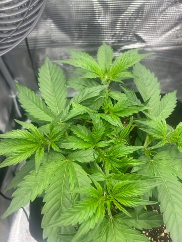 sticking to basics second grow — vegetative, day 18