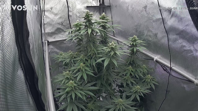 First Indoor Grow — germination, day 96