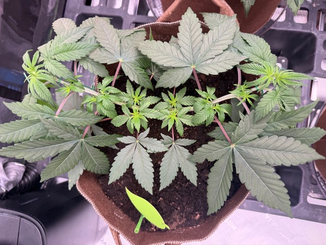 First Grow – Learning Every Day — vegetative, day 10