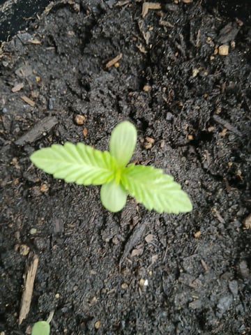 Vegetative  — seedling_rooting, day 5