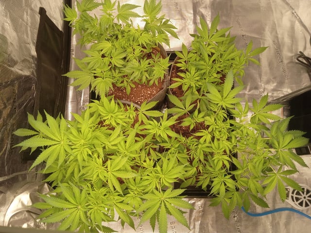 critical purple kush x peyote wifi  in the auto pot system tray 2 grow with added microhazian to the coco coir  — vegetative, day 49