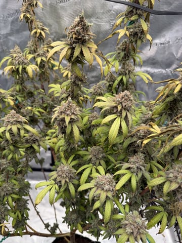  Apple fritter  Clones round two — flower, day 251