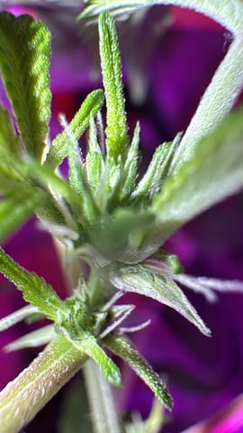 OG Kush — flower, day 61