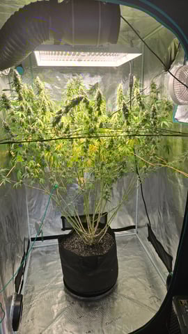 Big Momma Blue Dream  — flower, day 41