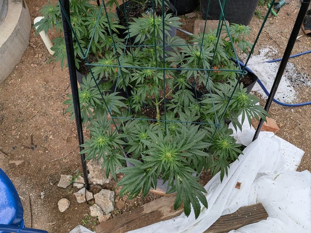 October Start — flower, day 97