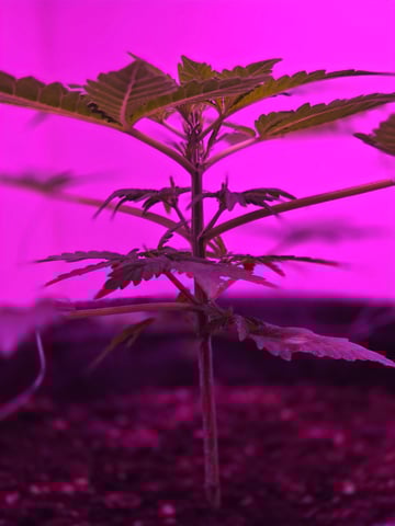 First Grow — flower, day 25