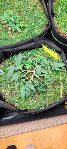 First Grow with the new setup  — vegetative, day 41