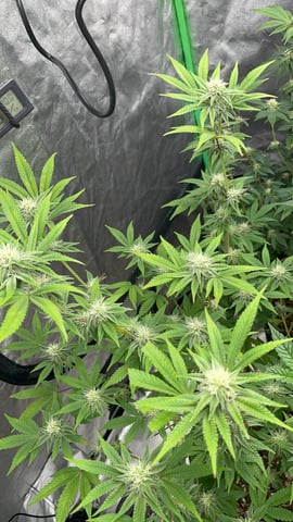 CB (Fem Photo) — flower, day 49