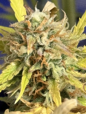 Indoor — auto, day 68