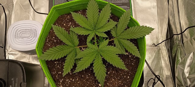 FastBuds Photo-Lemon Mandarin  — vegetative, day 27