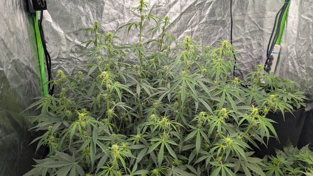 Strawberry Cheesecake Seedsman Seeds Autoflowers x2 — flower, day 47