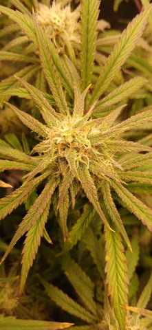 newest ggs setup grow — flower, day 62