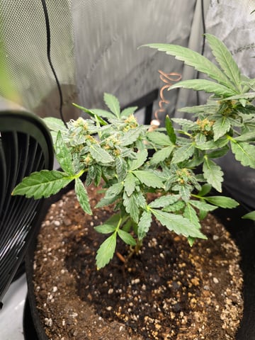 Durban Poison — flower, day 86