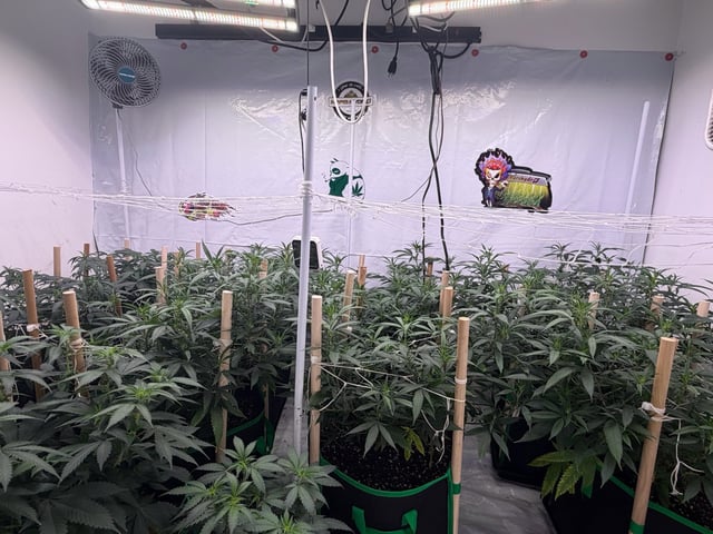Indoor Grow  — flower, day 148