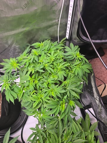 Purple Haze  — vegetative, day 36