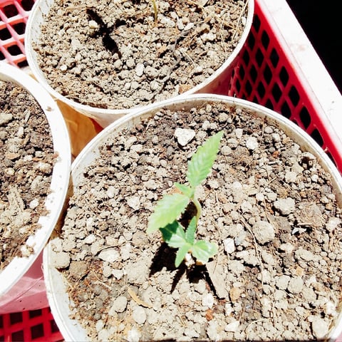 nilo growth — seedling_rooting, day 10