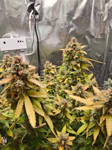 SoFloBudz — flower, day 96