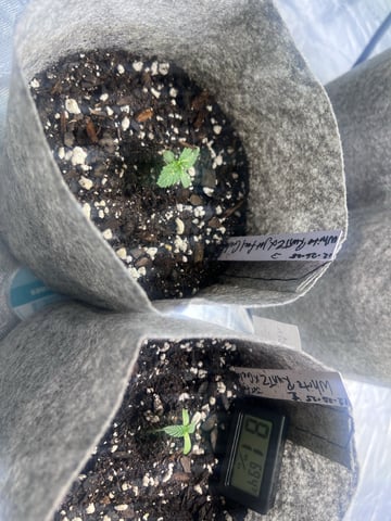 s1 Jokerz — seedling_rooting, day 1