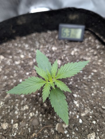 Cinderella 99 — vegetative, day 12