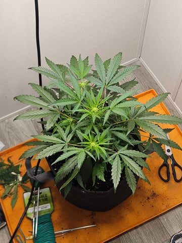 Mango Runtz — vegetative, day 47