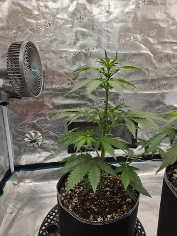 Mimosa Sunrise XXL 3x3 tent — flower, day 22