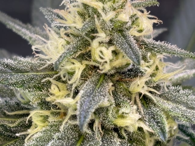 Black Hulk 3 gallon bag  — flower, day 25